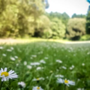 Entre as Árvores 10ABR'22