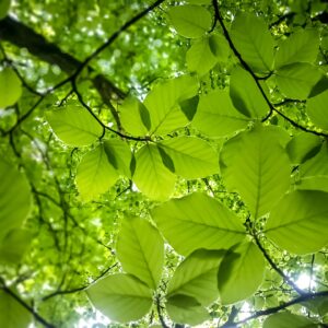 Entre as Árvores 17JUL'22